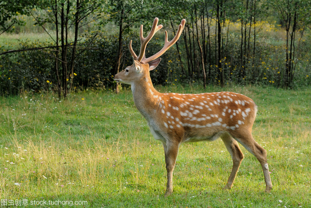 寂静森林中的独行者